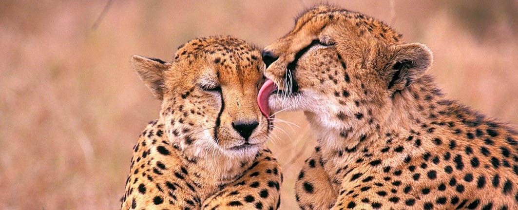 11 days Tanzania Luxury Safaris