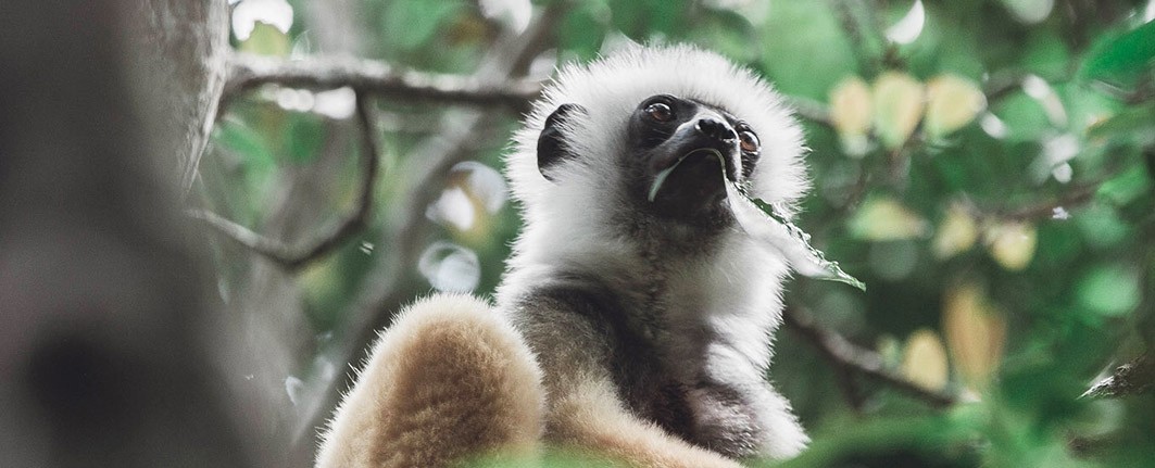 East – South – North of Madagascar tours packages