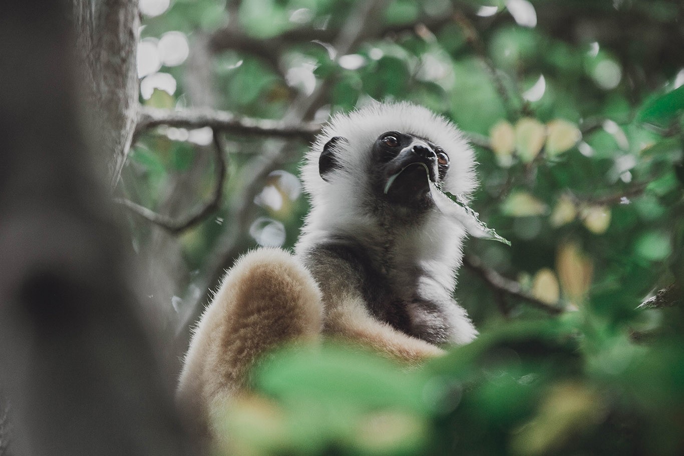 Best Luxury Madagascar tours for seniors over 50s