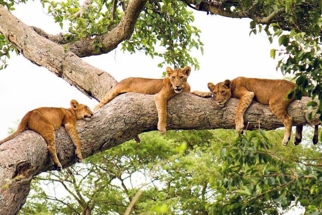 Luxury Uganda Safaris Tours