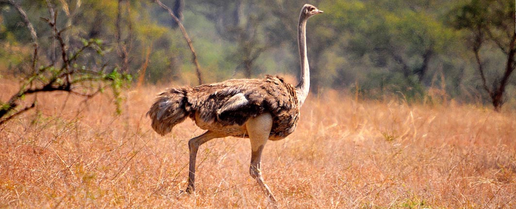 6 days kidepo wildlife safari tour packages