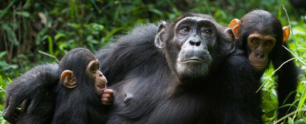 5 days gorilla tracking and wildlife safari tour packages