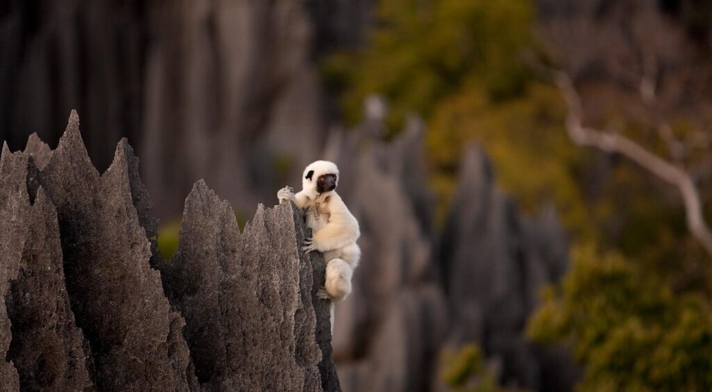 Madagascar Luxury Tours & Travel
