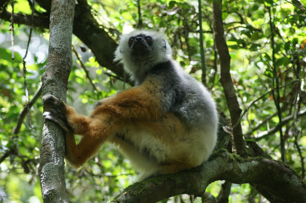 Exclusive Madagascar Tours