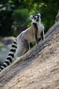 Madagascar high-end travel