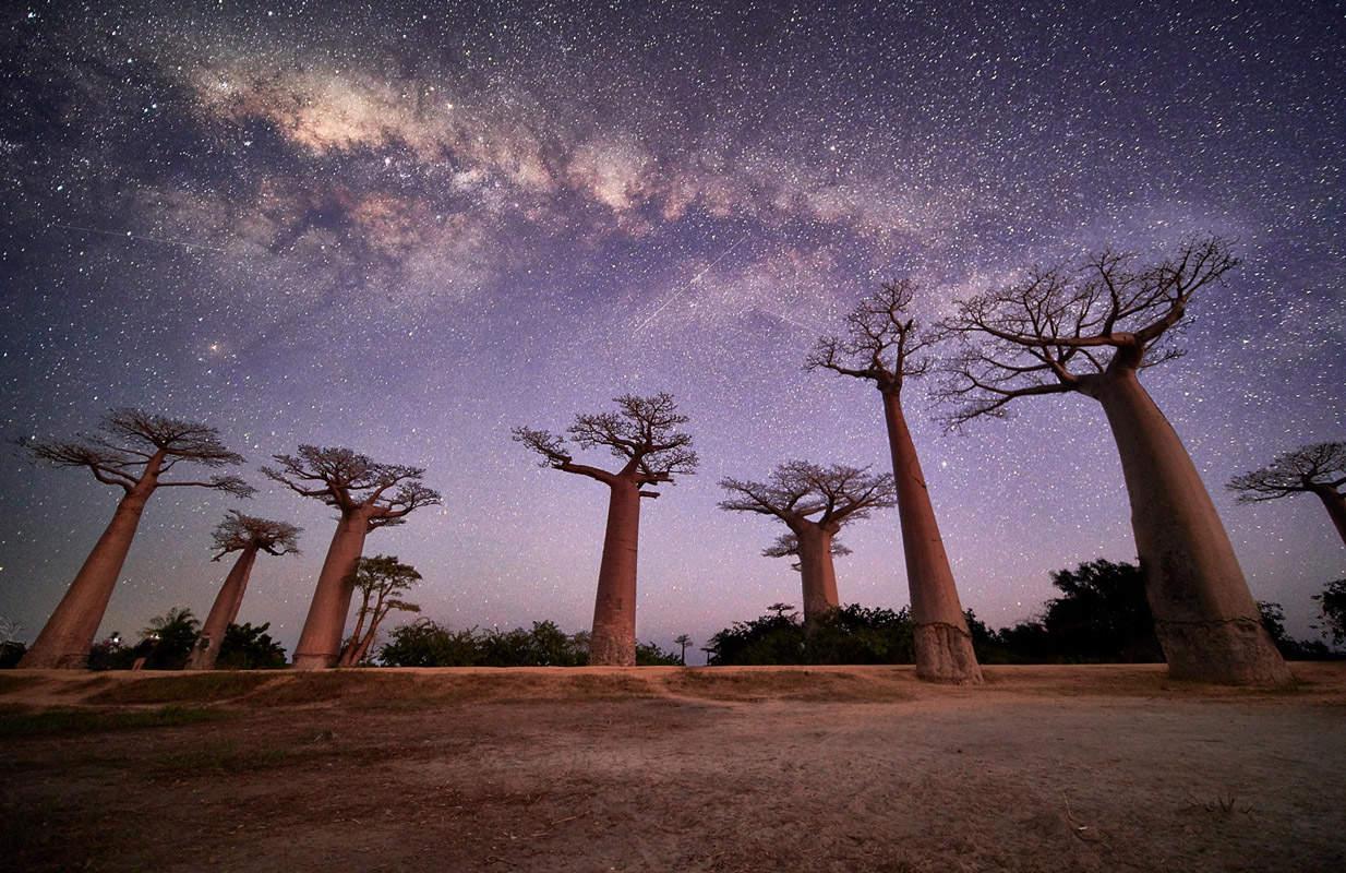 Madagascar Baobab Avenue, Aye-Aye & Whale Watching Group Tour