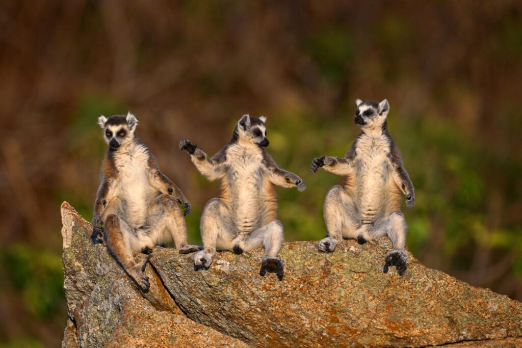 Lemur tours Madagascar