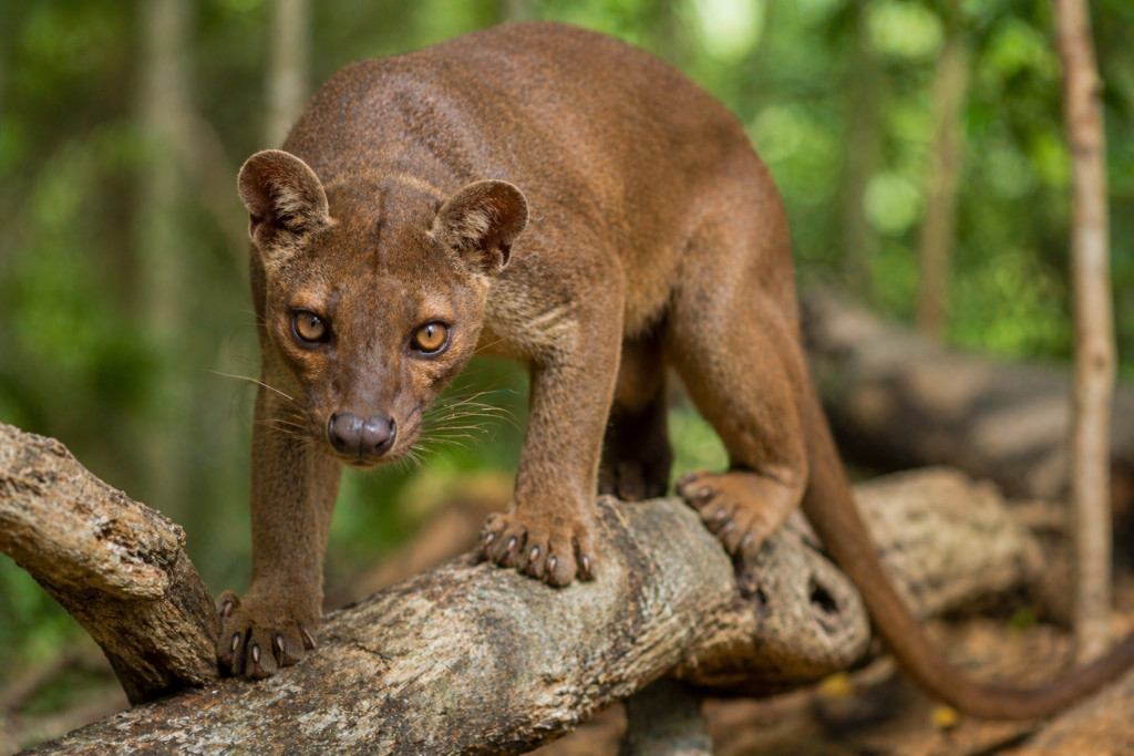 Madagascar Wildlife Group Tours Guide | Luxury Safari Travel