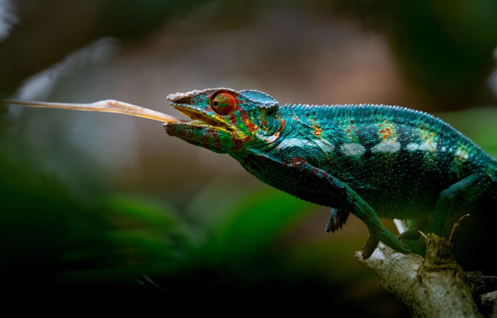 Madagascar itinerary 10 / 12 / 15 days group tours