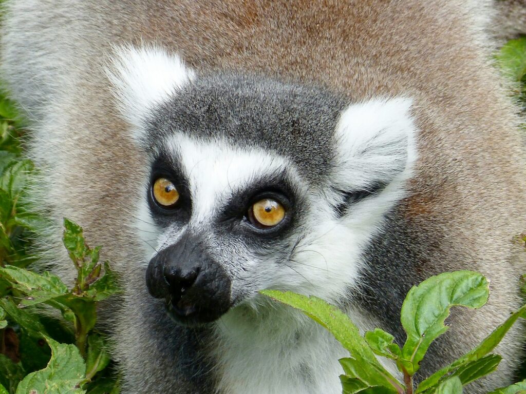 Madagascar wildlife tours