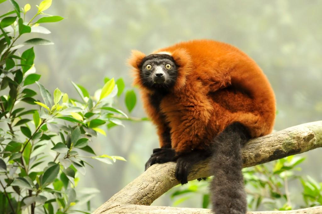 Private Madagascar Tour Itinerary Luxury