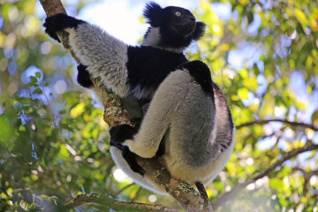 luxury Madagascar tours for American travelers