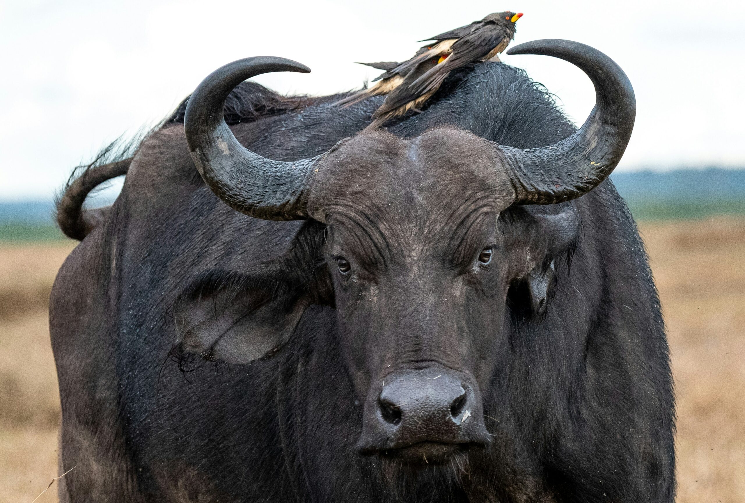 8-DAY TANZANIA SAFARI — BIG FIVE ENCOUNTERS & AUTHENTIC CULTURAL EXPERIENCES