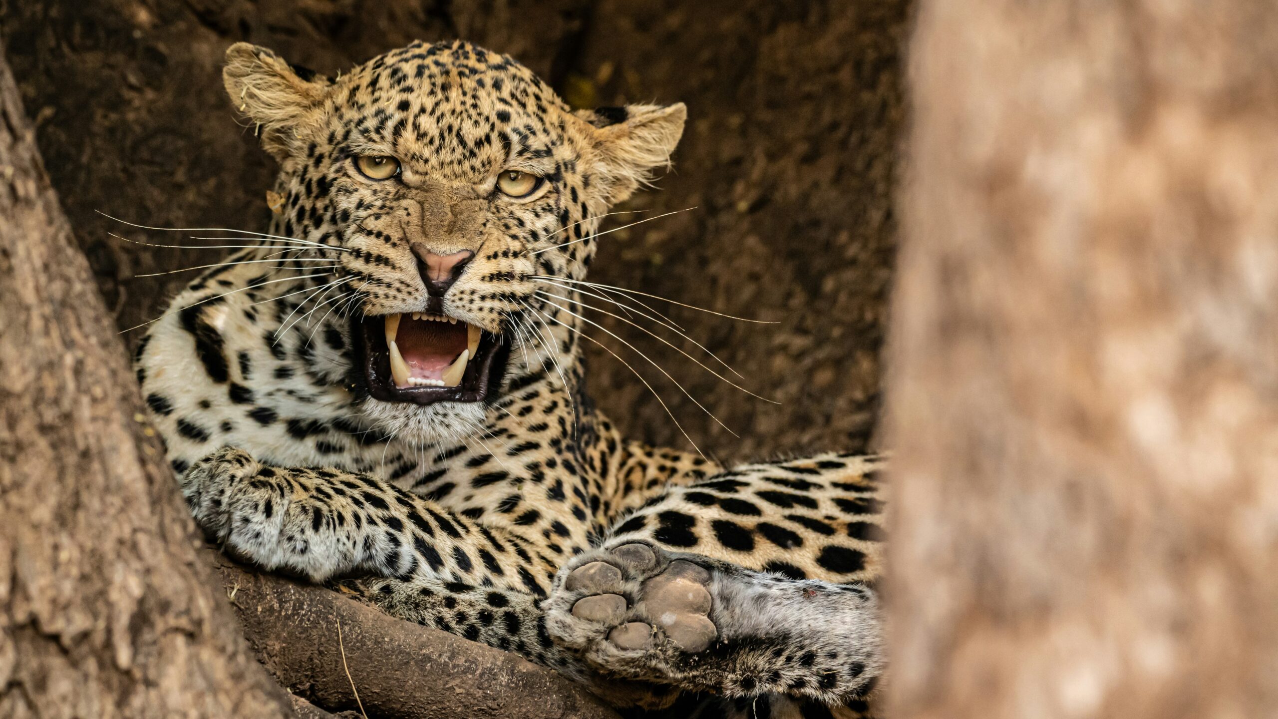 8-DAY TANZANIA SAFARI — BIG FIVE ENCOUNTERS & AUTHENTIC CULTURAL EXPERIENCES