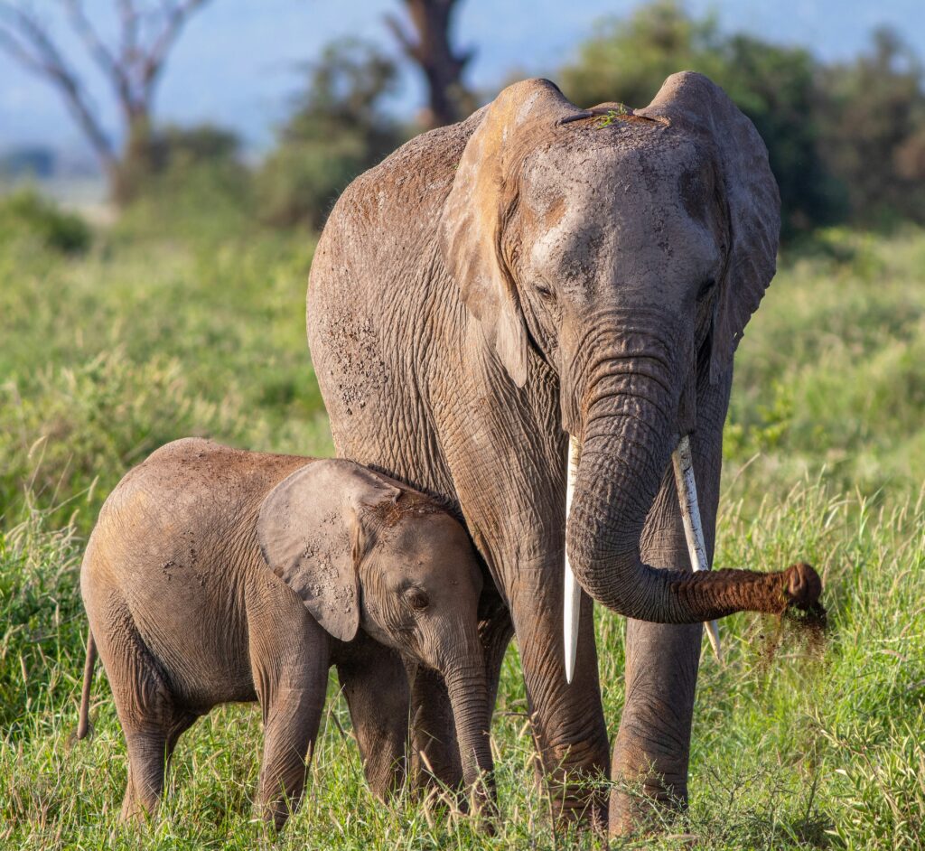 Private Tanzania Safari Guide for Luxury Travelers