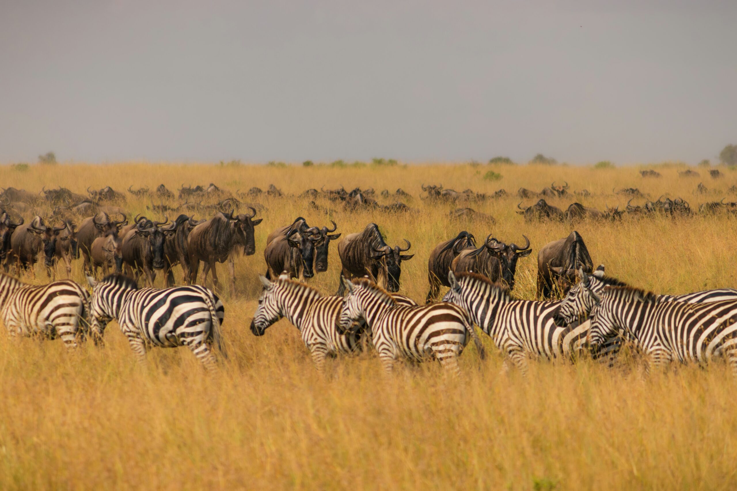 8-DAY TANZANIA SAFARI — BIG FIVE ENCOUNTERS & AUTHENTIC CULTURAL EXPERIENCES