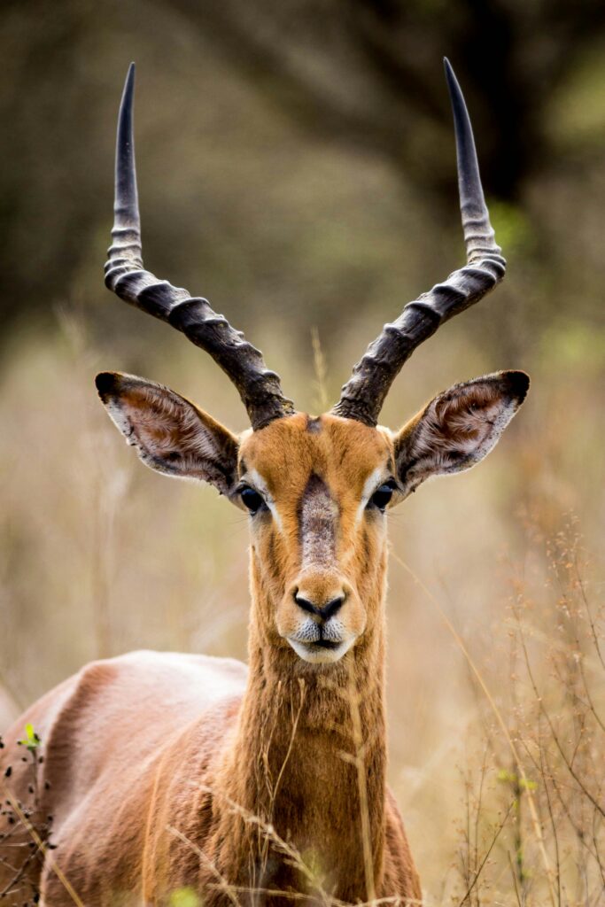 9 DAY TANZANIA NORTHERN CIRCUIT — A SAFARI THROUGH ICONIC LANDSCAPES
