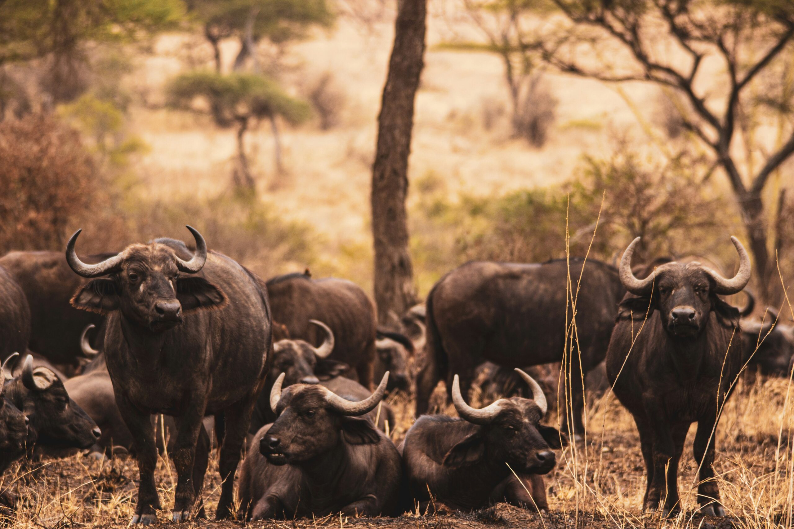 9 DAY TANZANIA NORTHERN CIRCUIT — A SAFARI THROUGH ICONIC LANDSCAPES
