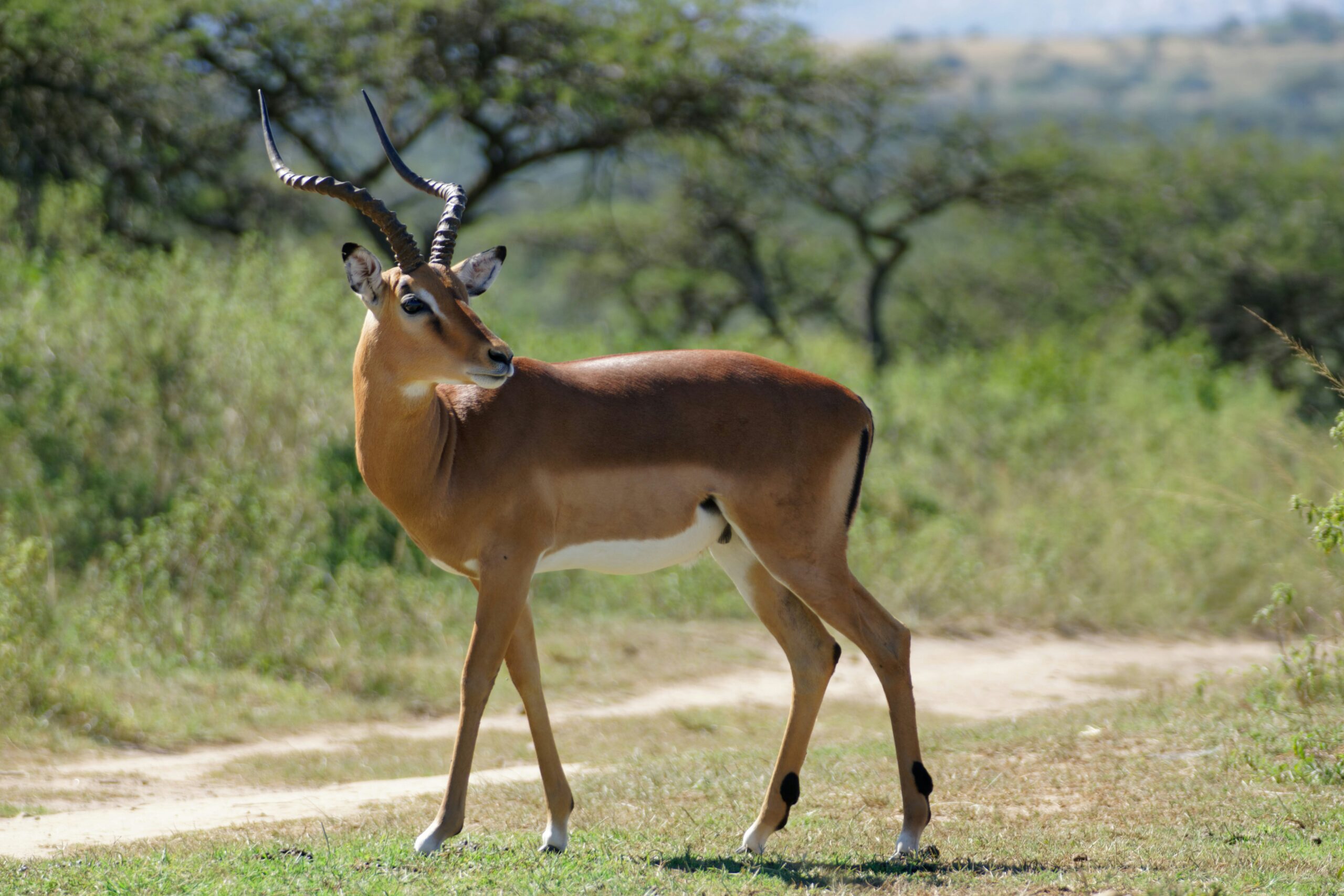 9 DAY TANZANIA NORTHERN CIRCUIT — A SAFARI THROUGH ICONIC LANDSCAPES