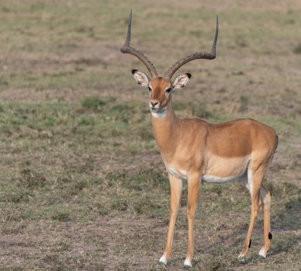 TANZANIA GRAND SAFARI:  NGORONGORO, SERENGETI & BEYOND IN REFINED LUXURY