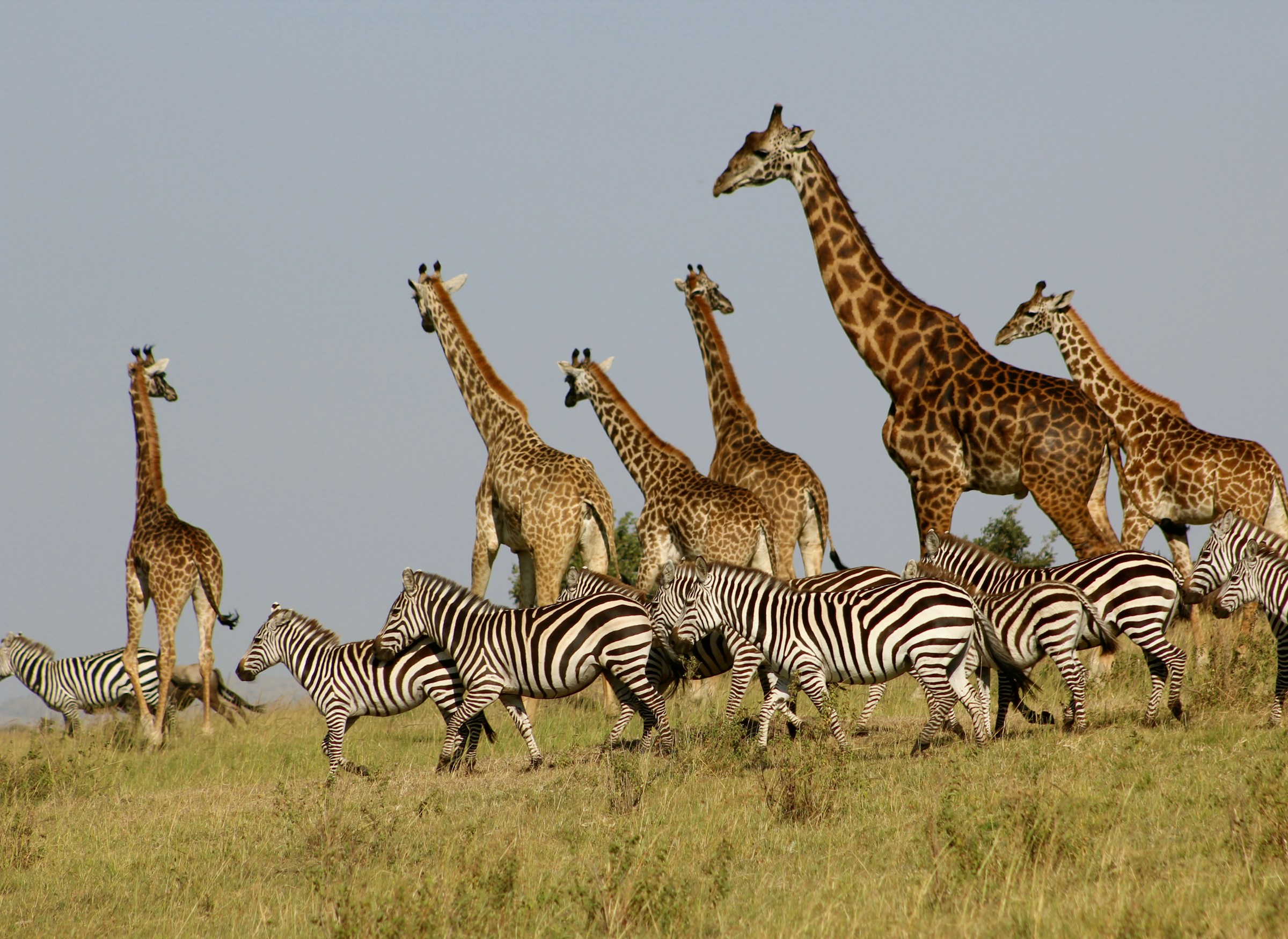 Kenya Bespoke Safari – Maasai Mara & Beyond in Refined Luxury