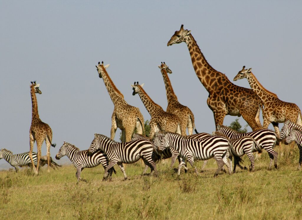 Kenya Bespoke Safari – Maasai Mara & Beyond in Refined Luxury