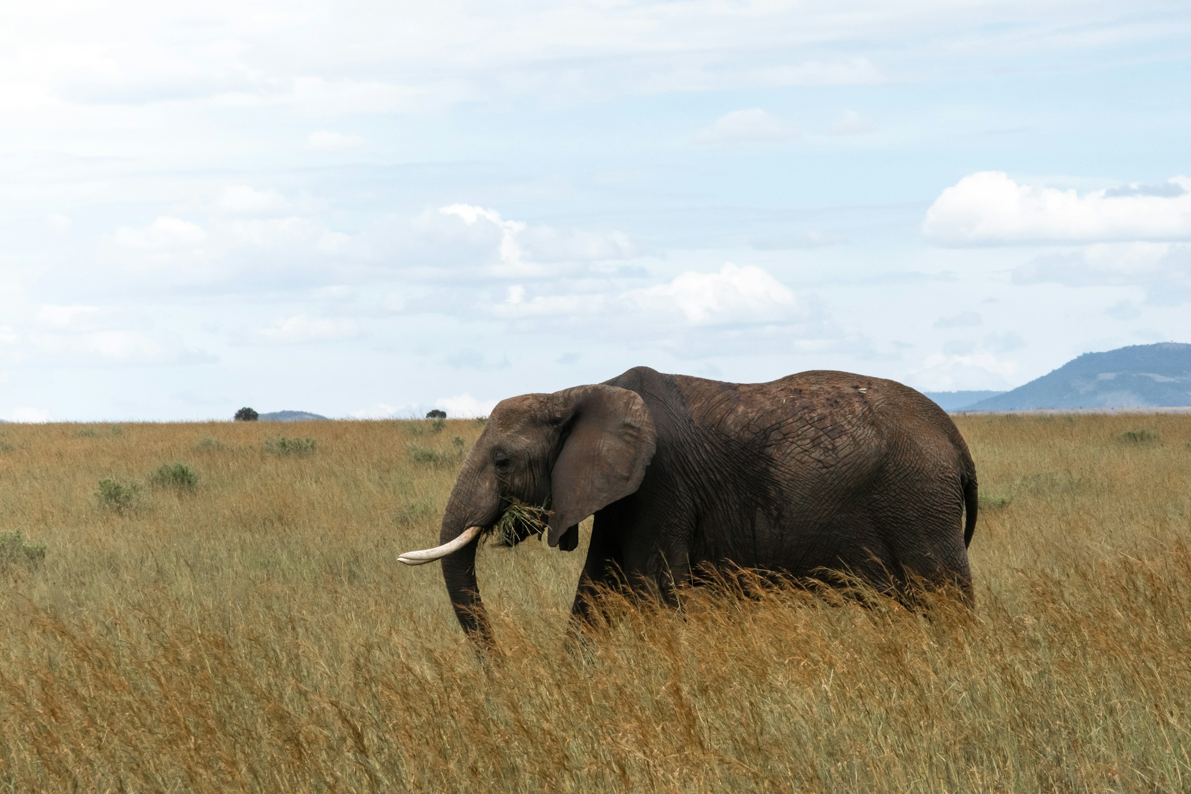 Kenya Bespoke Safari – Maasai Mara & Beyond in Refined Luxury