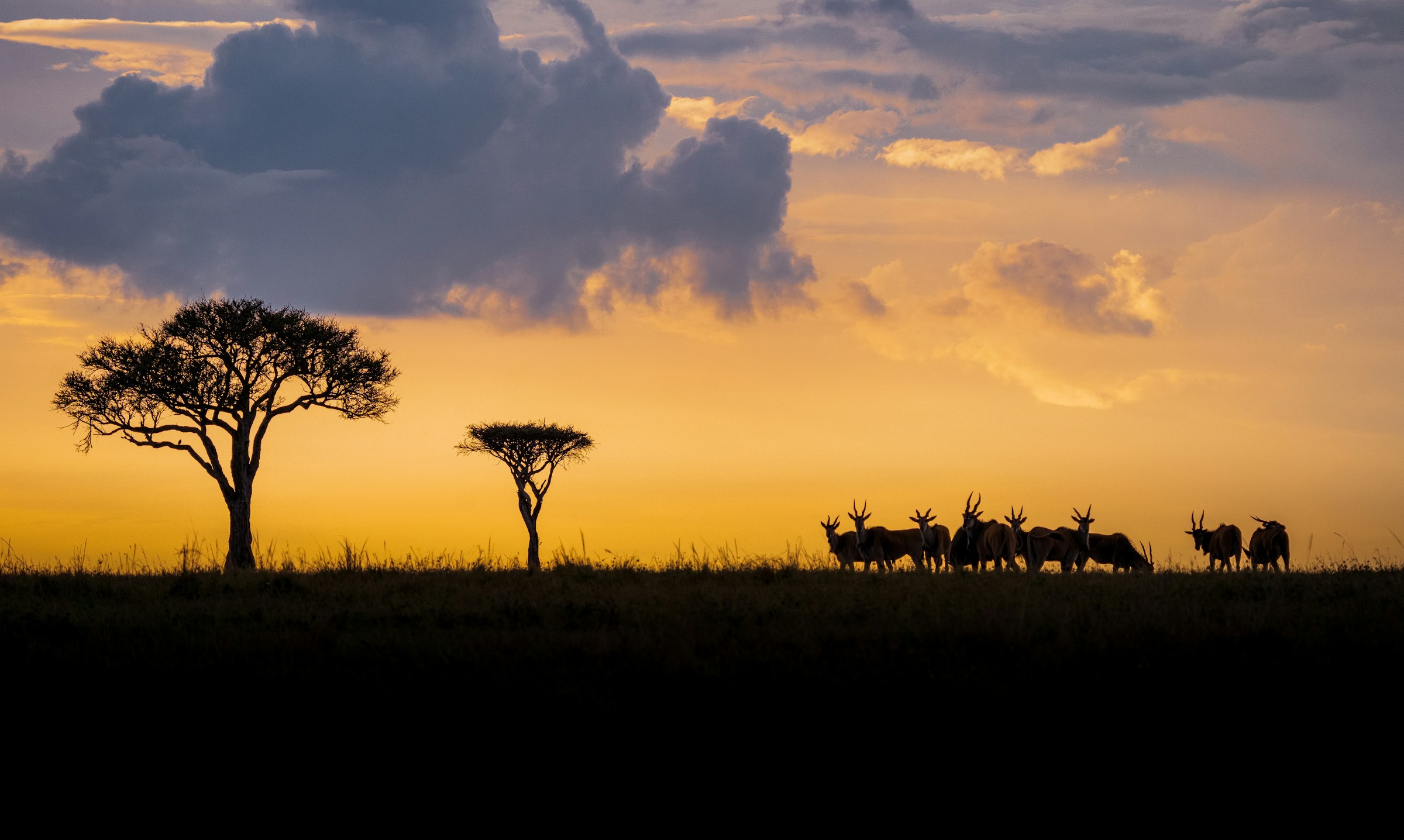 Kenya Bespoke Safari – Maasai Mara & Beyond in Refined Luxury