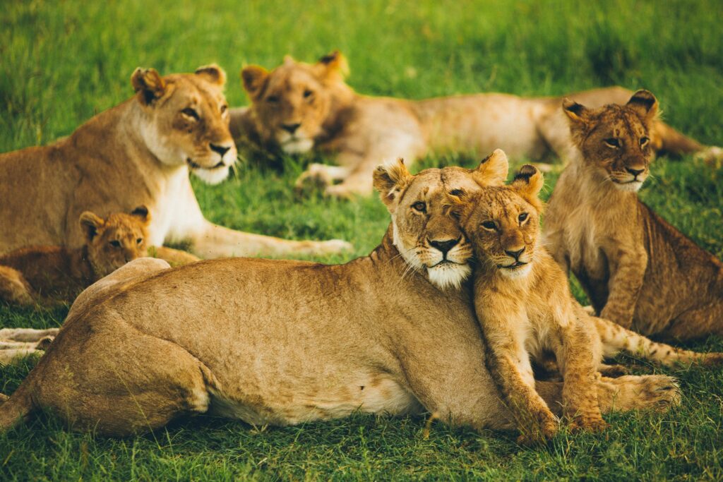 Kenya Bespoke Safari – Maasai Mara & Beyond in Refined Luxury