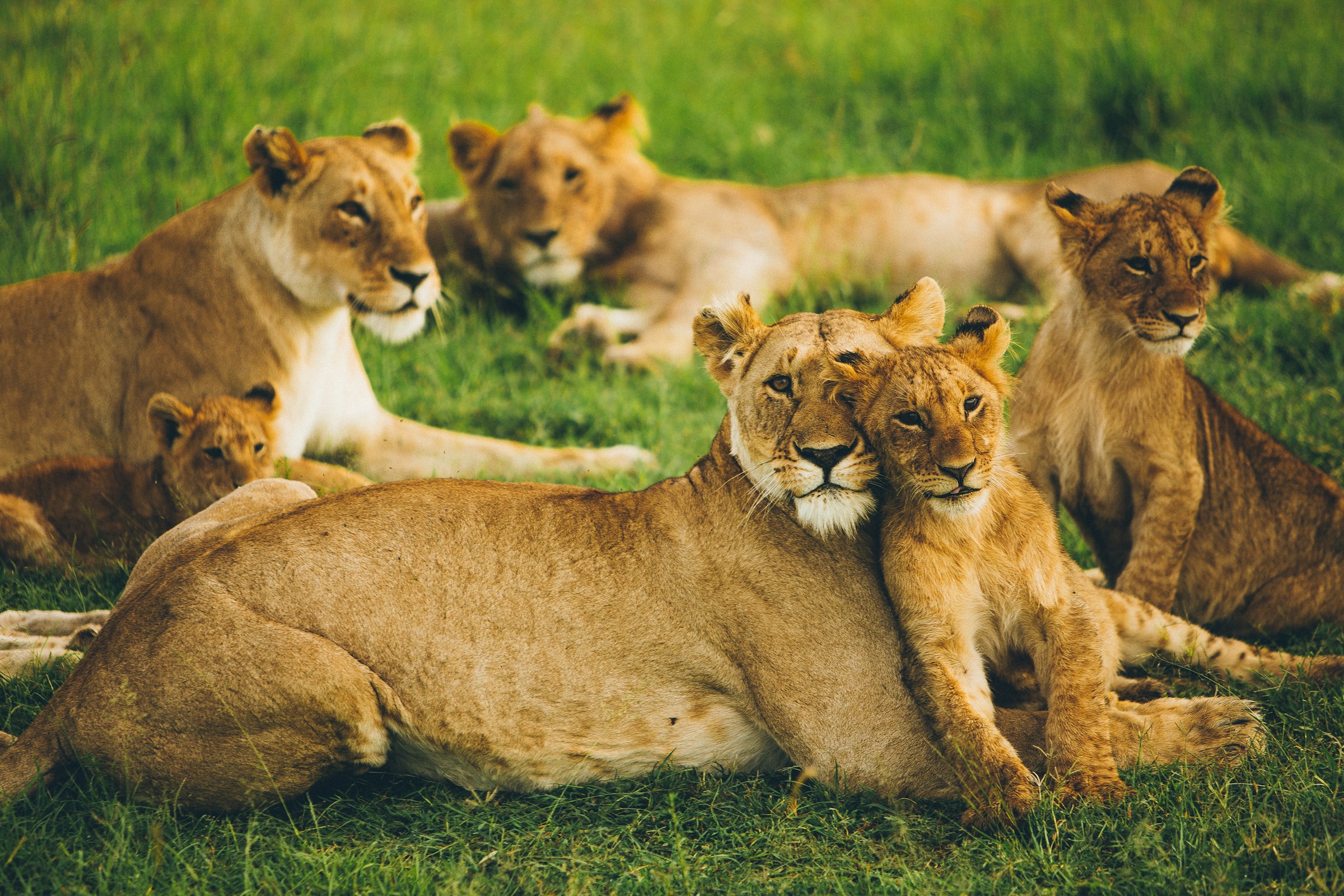 Kenya Bespoke Safari – Maasai Mara & Beyond in Refined Luxury