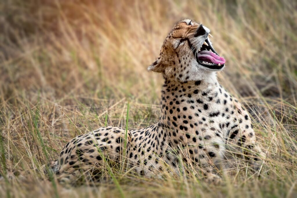TANZANIA FAMILY SAFARI | A LUXURY JOURNEY FOR TEENS & EXPLORERS