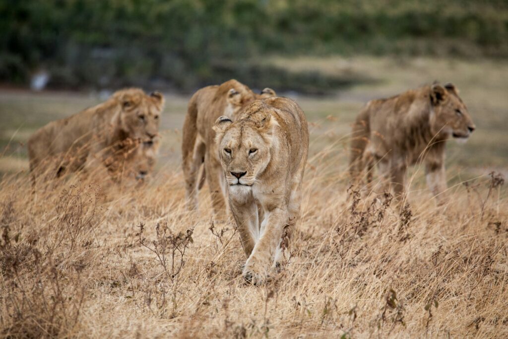 Tanzania Private Tour Price | Private Luxury Travel Guide