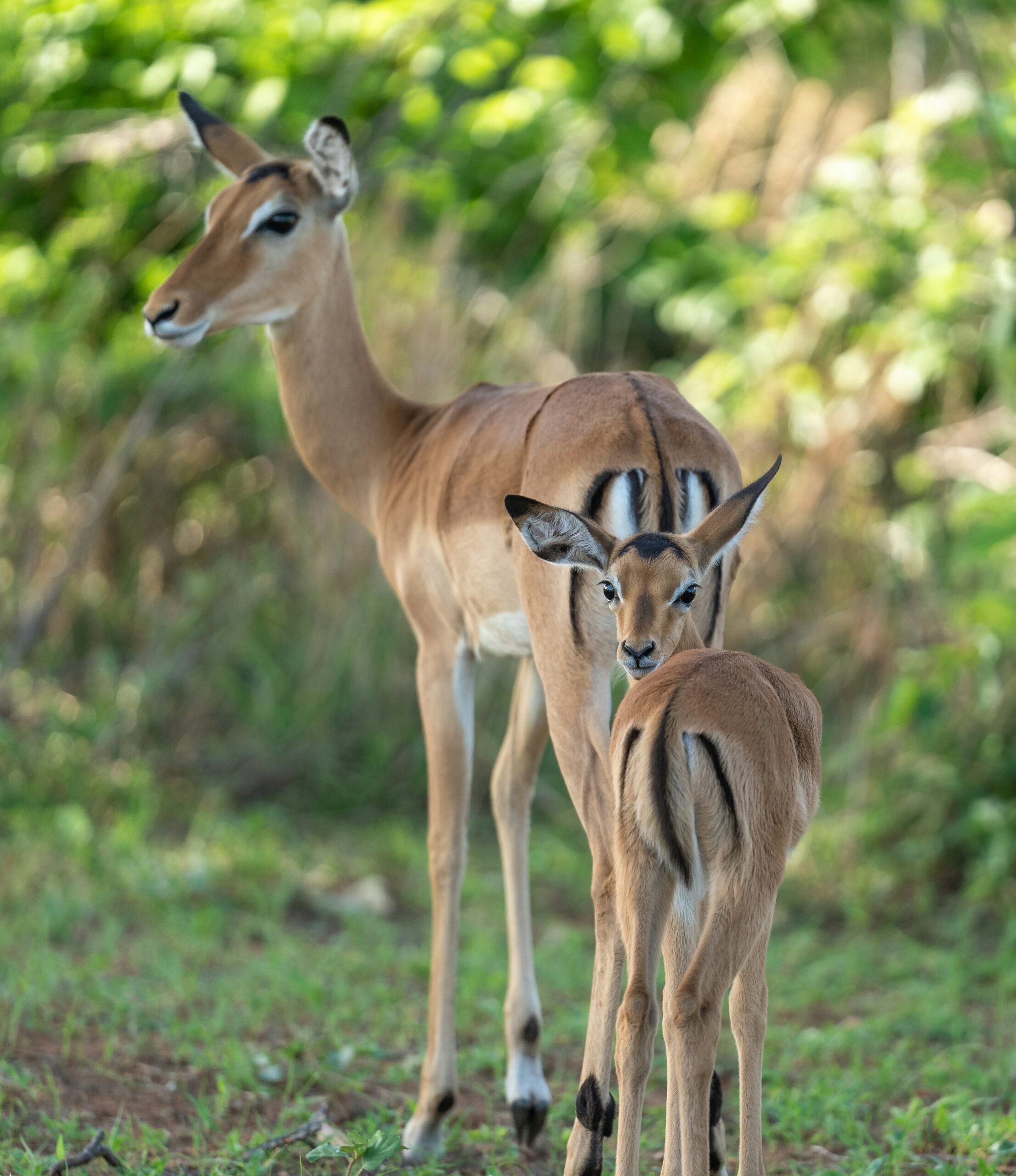 TANZANIA & ZANZIBAR IN 9 DAYS — AN EXCLUSIVE SAFARI & INDIAN OCEAN ESCAPE