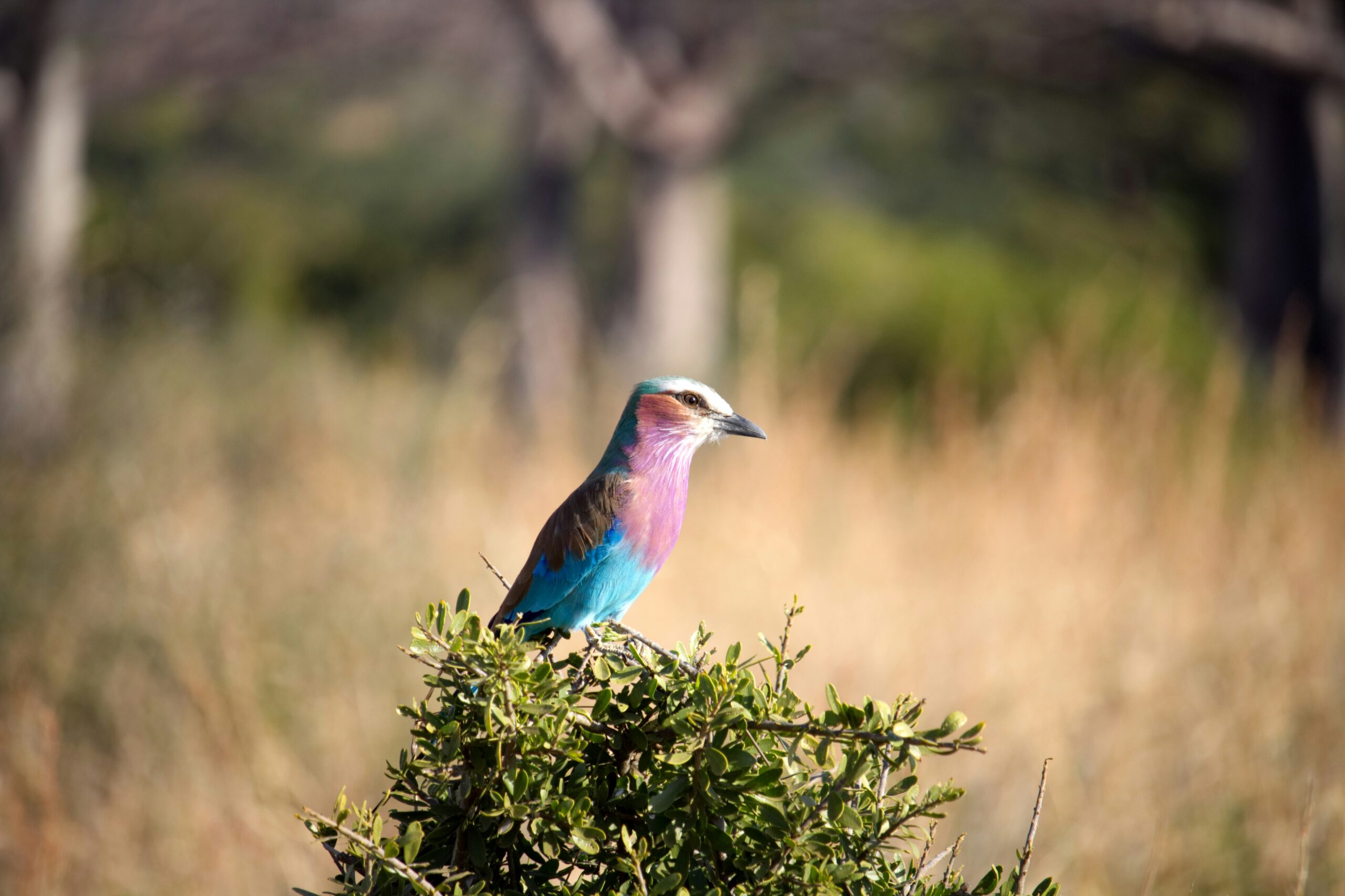 TANZANIA & ZANZIBAR IN 9 DAYS — AN EXCLUSIVE SAFARI & INDIAN OCEAN ESCAPE