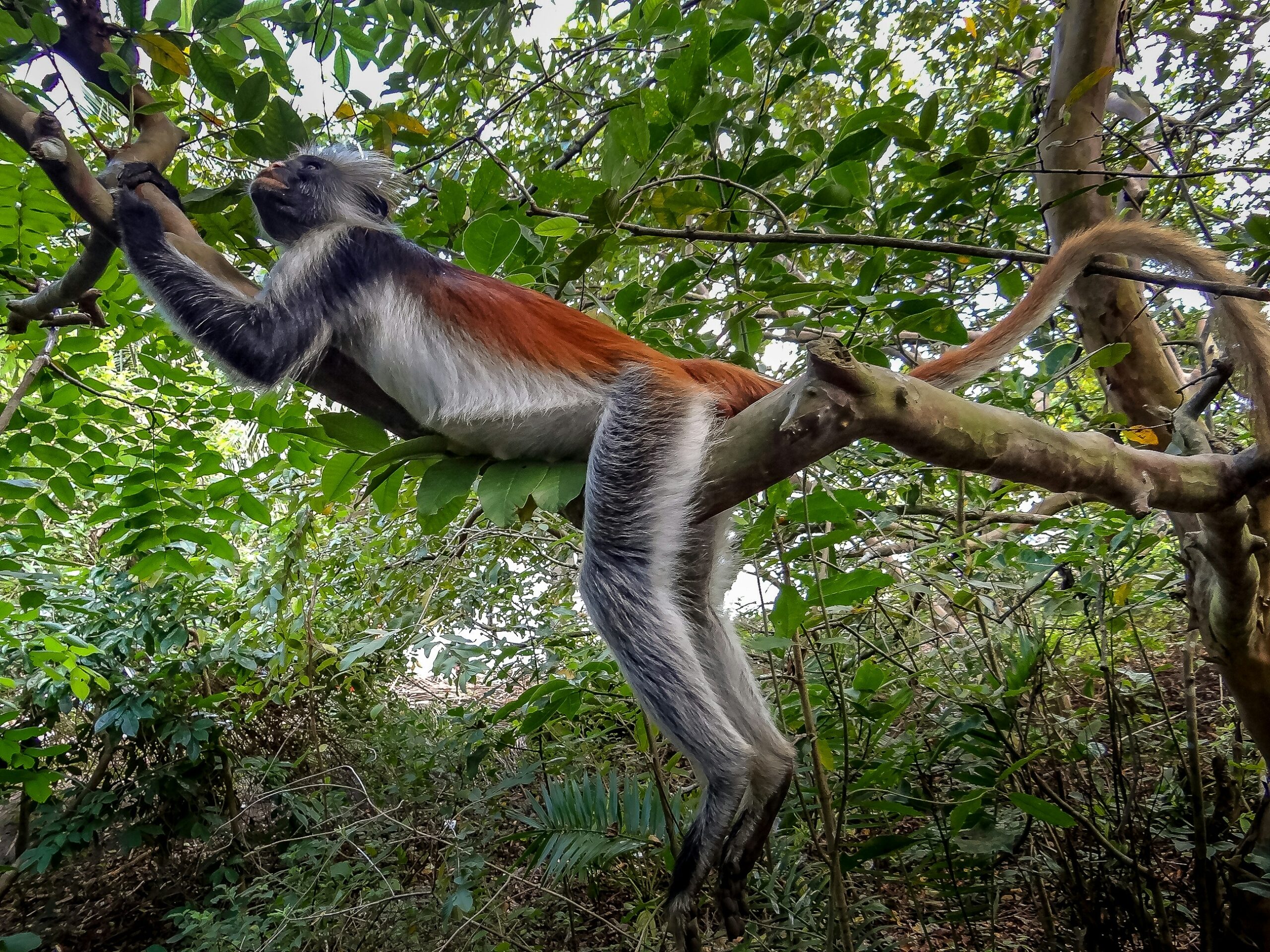 Tanzania Zanzibar In 9 Days  Zanzibar Red Colobus 1 Scaled