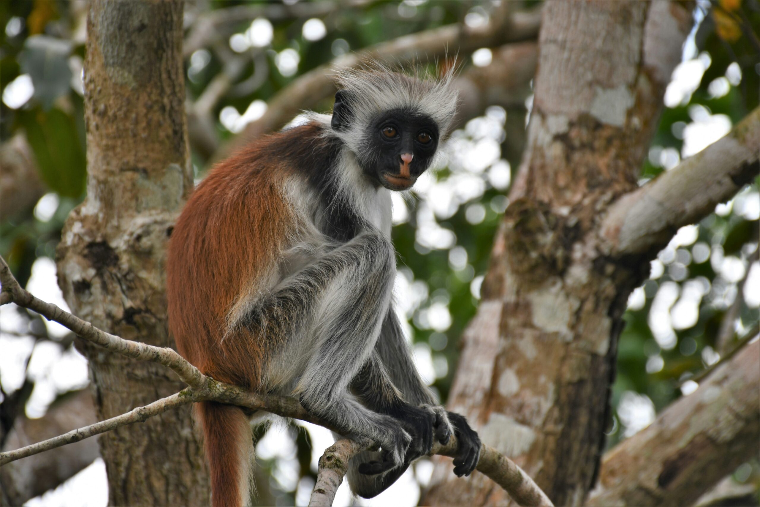 TANZANIA & ZANZIBAR IN 9 DAYS — AN EXCLUSIVE SAFARI & INDIAN OCEAN ESCAPE