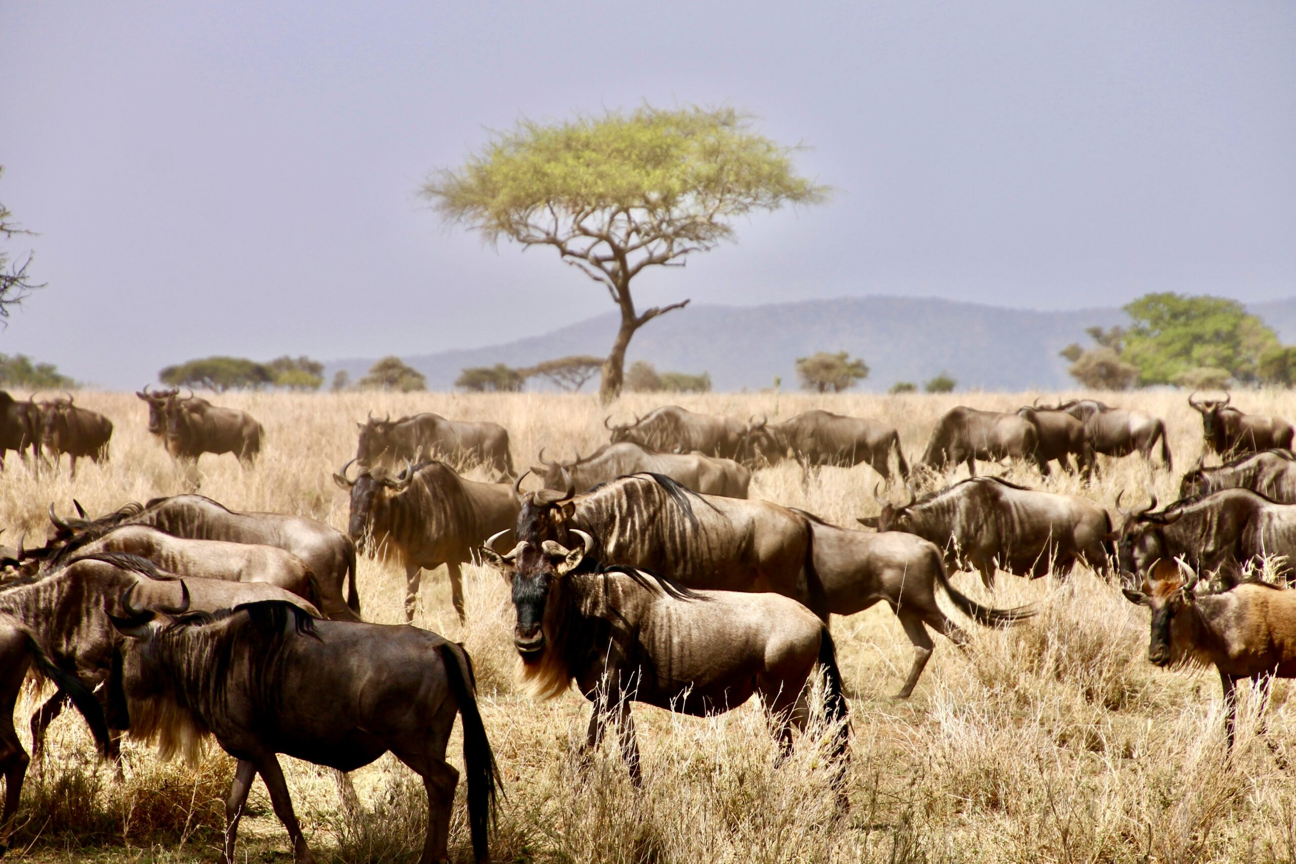 TANZANIA FAMILY SAFARI | A LUXURY JOURNEY FOR TEENS & EXPLORERS