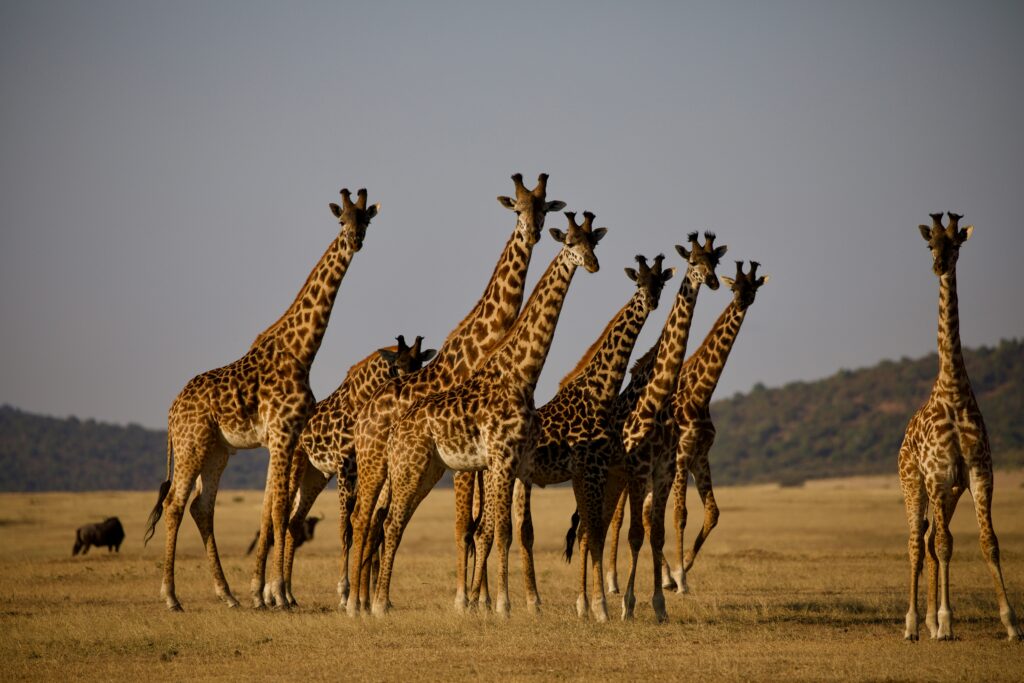 Tanzania Family Safari Giraffe 1024x683