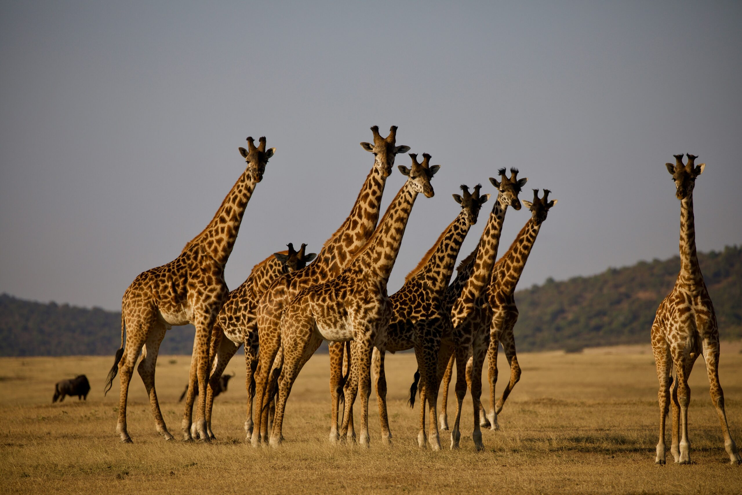 TANZANIA FAMILY SAFARI | A LUXURY JOURNEY FOR TEENS & EXPLORERS