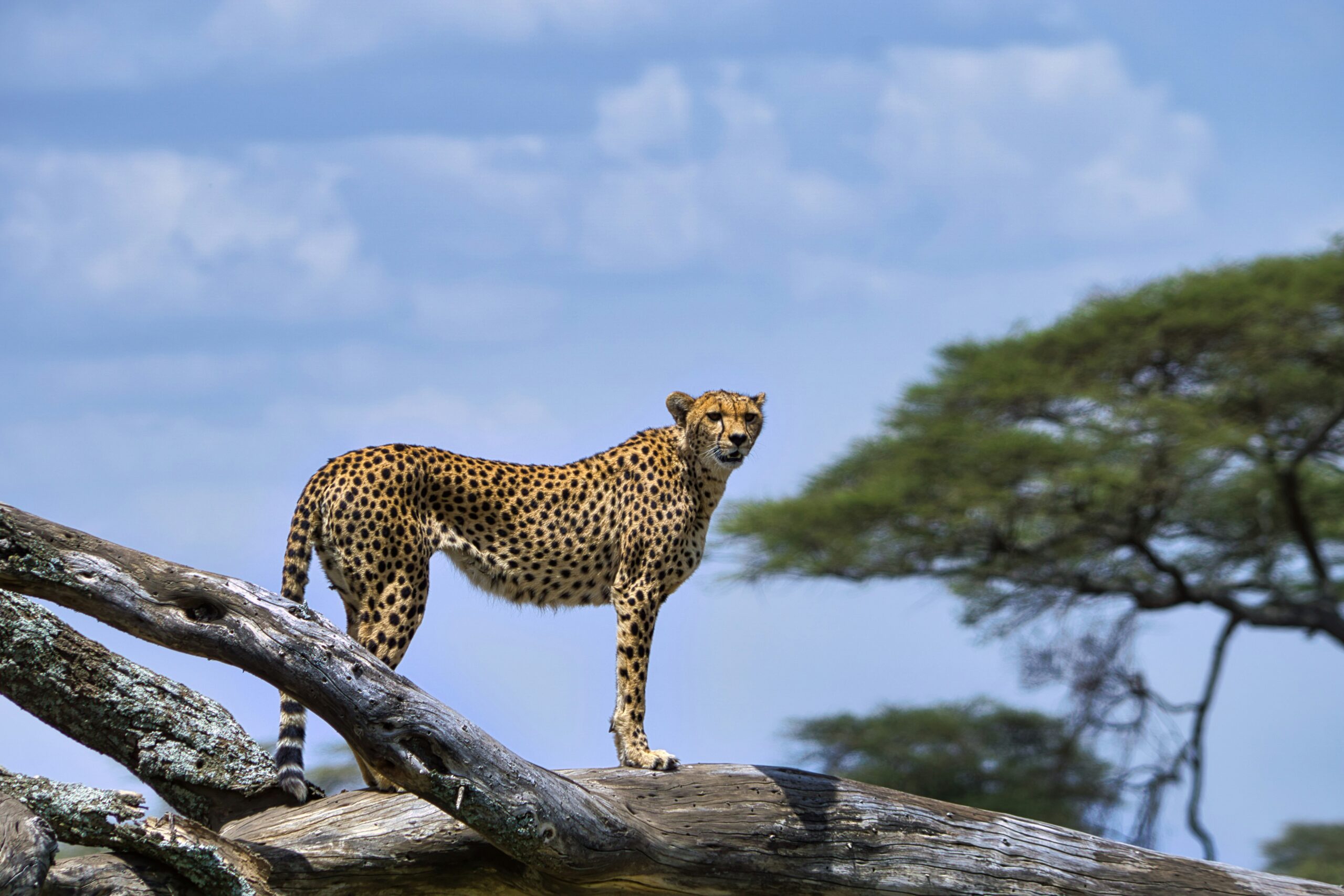 TANZANIA FAMILY SAFARI | A LUXURY JOURNEY FOR TEENS & EXPLORERS