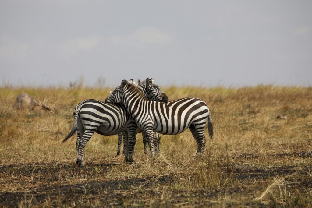 Tanzania Luxury Tours For Couples | Private Luxury Travel Guide