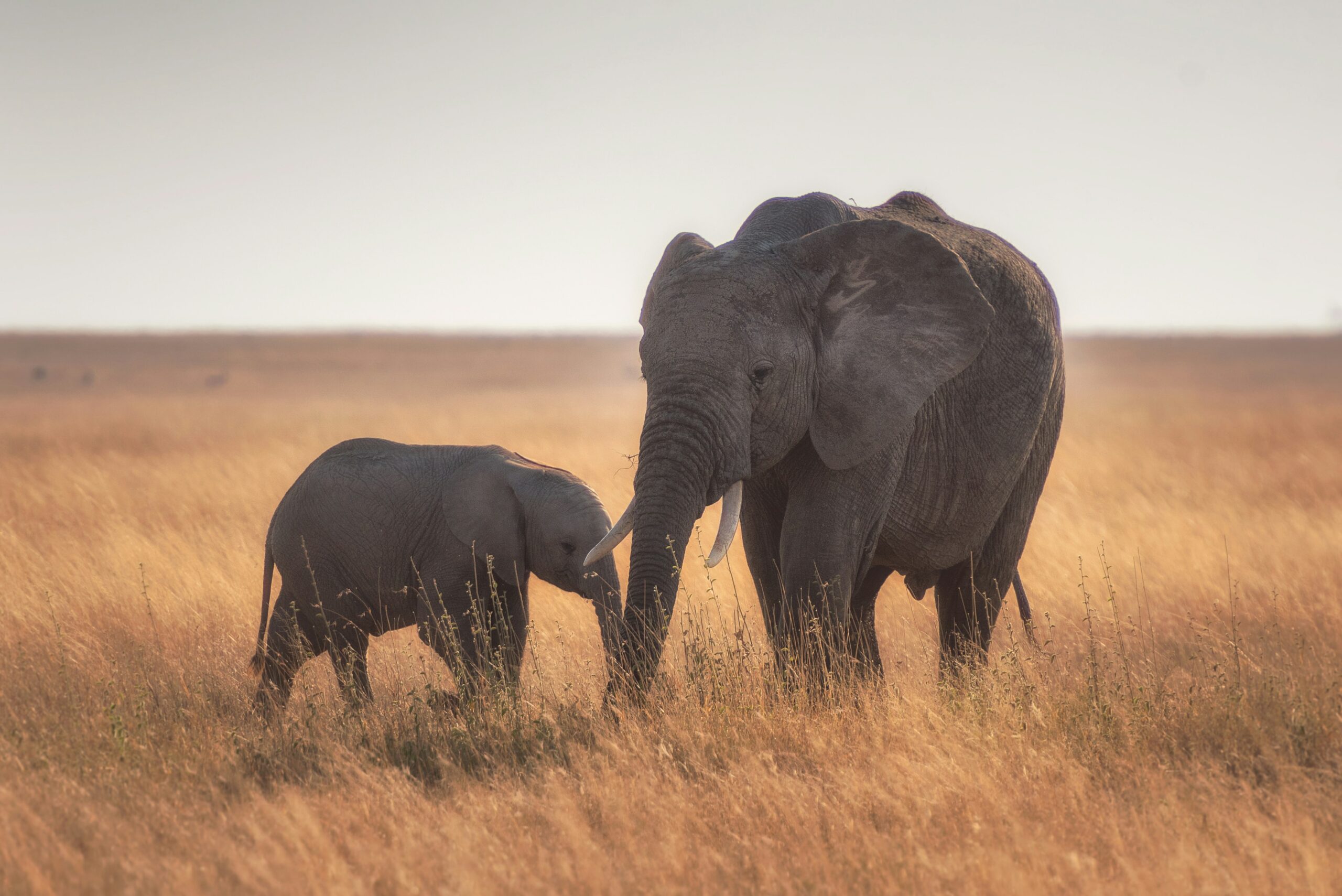 TANZANIA FAMILY SAFARI | A LUXURY JOURNEY FOR TEENS & EXPLORERS