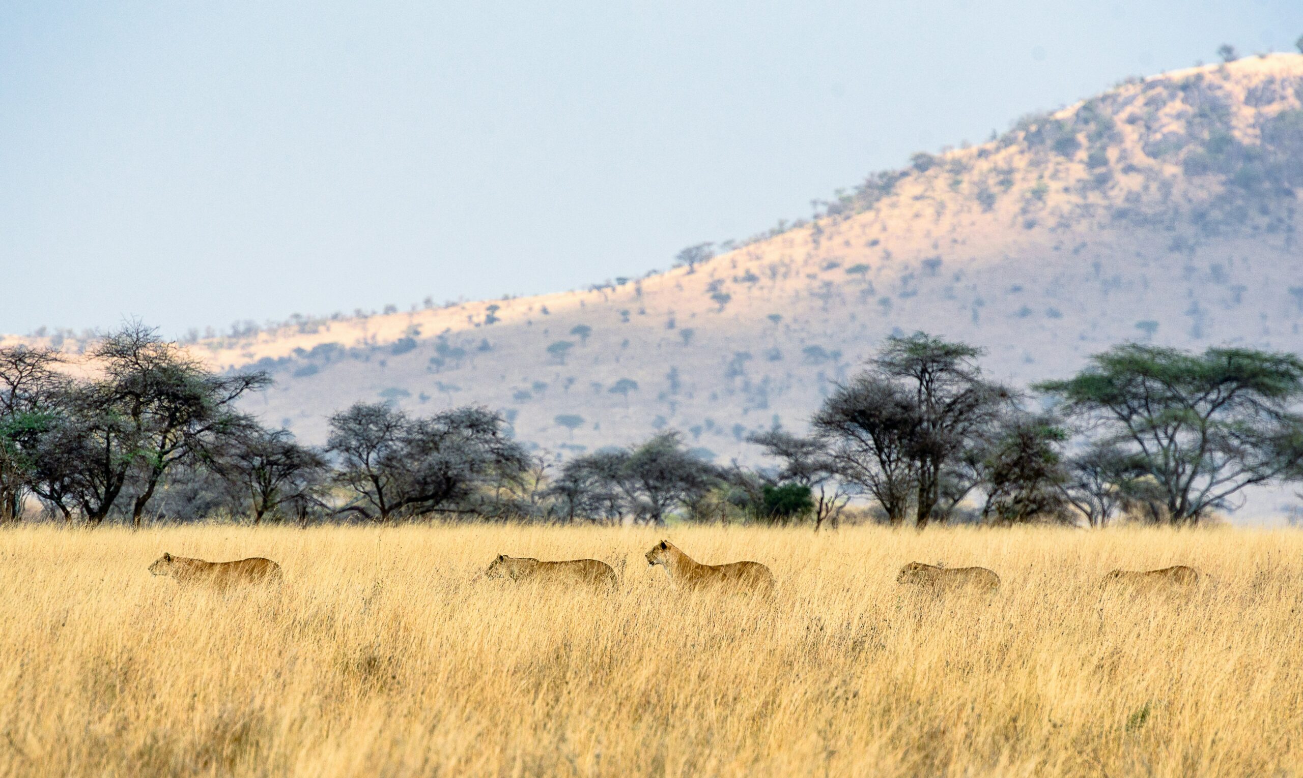 TANZANIA GRAND SAFARI:  NGORONGORO, SERENGETI & BEYOND IN REFINED LUXURY