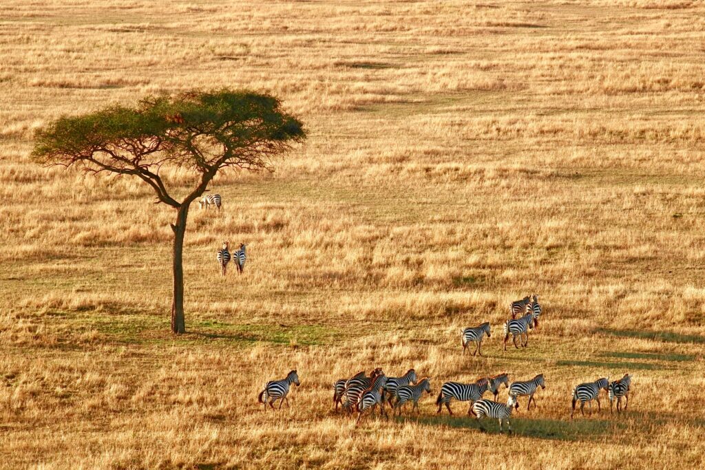 Private Guided Tanzania Tour | Private Luxury Travel Guide