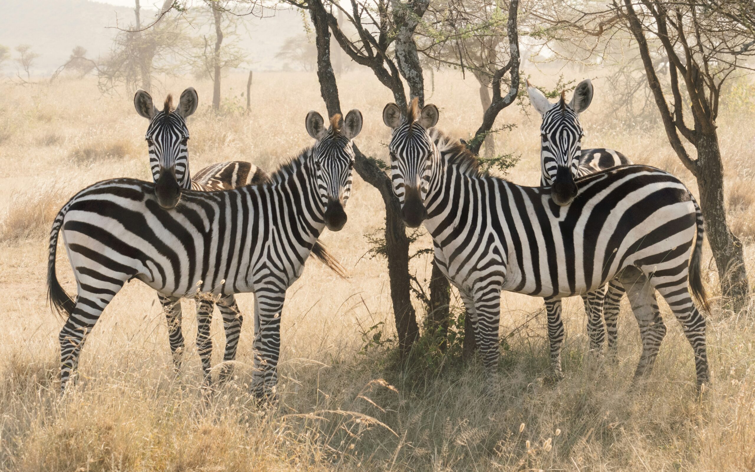 8-DAY TANZANIA SAFARI — BIG FIVE ENCOUNTERS & AUTHENTIC CULTURAL EXPERIENCES
