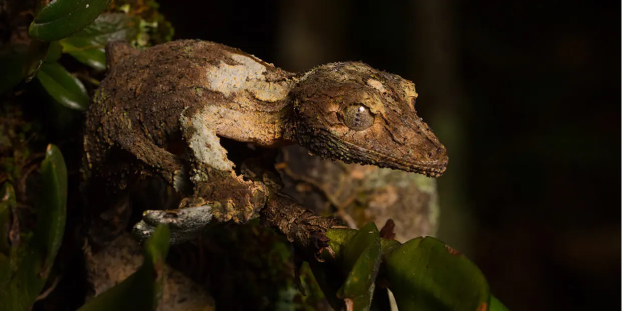 Andasibe lemurs on a Madagascar lemur safari