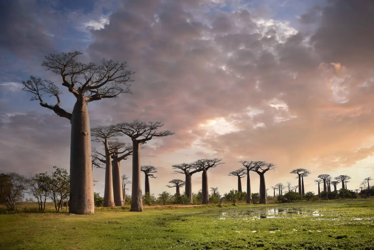 8-Day Madagascar Luxury Wildlife Safari & Flying Tour