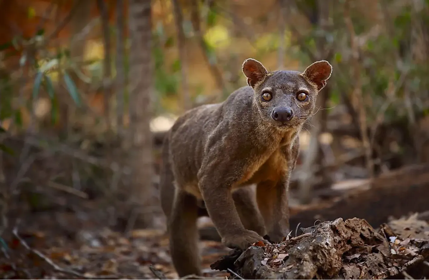 Fossa habitat and dry forest wildlife in Kirindy Reserve