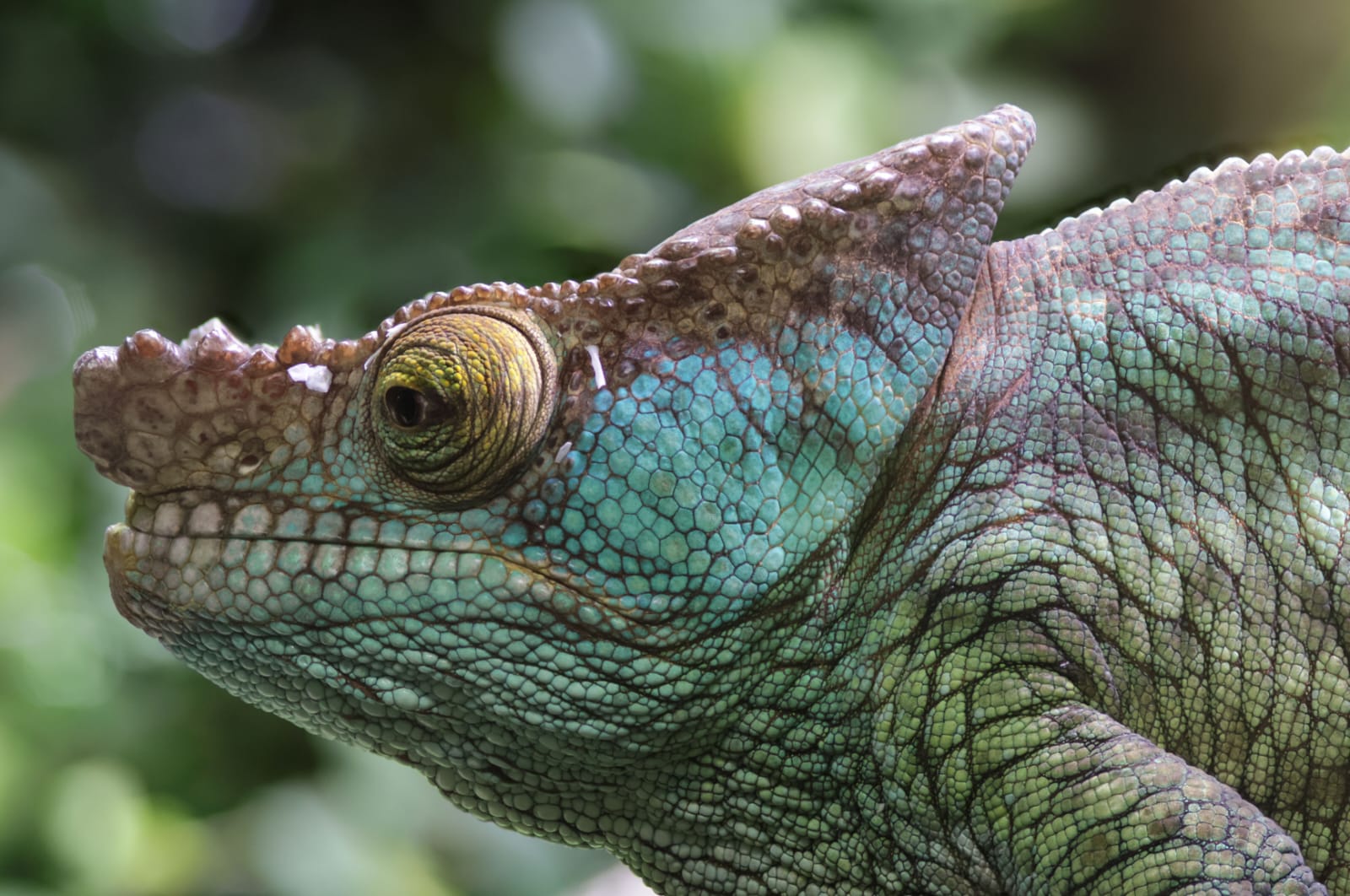 Endemic chameleon on a Madagascar wildlife safari