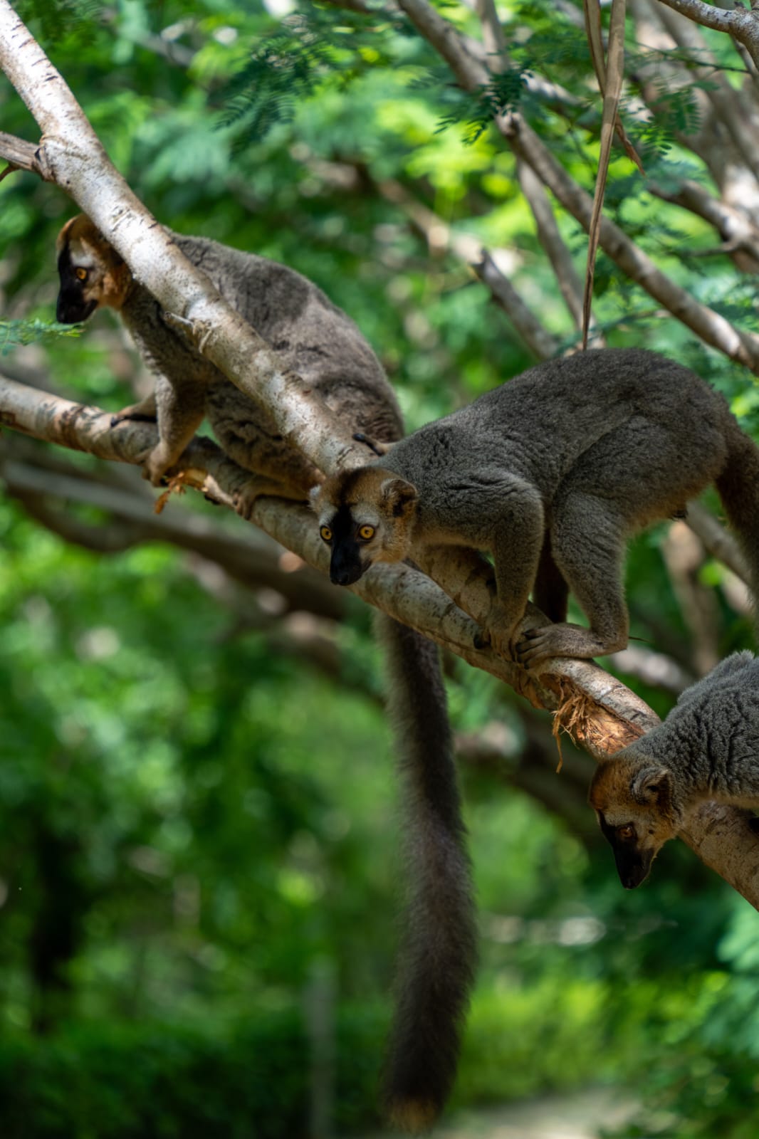 Madagascar Wild at Heart: 12-Day Wildlife Safari